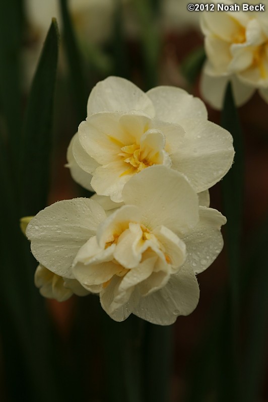 April 22, 2012: Daffodils, variety is called Cheerfulness