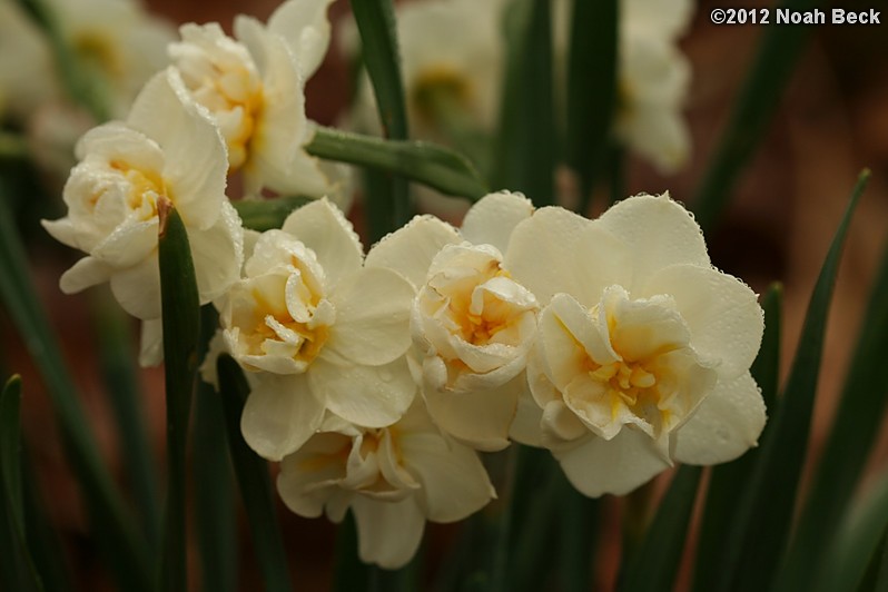 April 22, 2012: Daffodils, variety is called Cheerfulness