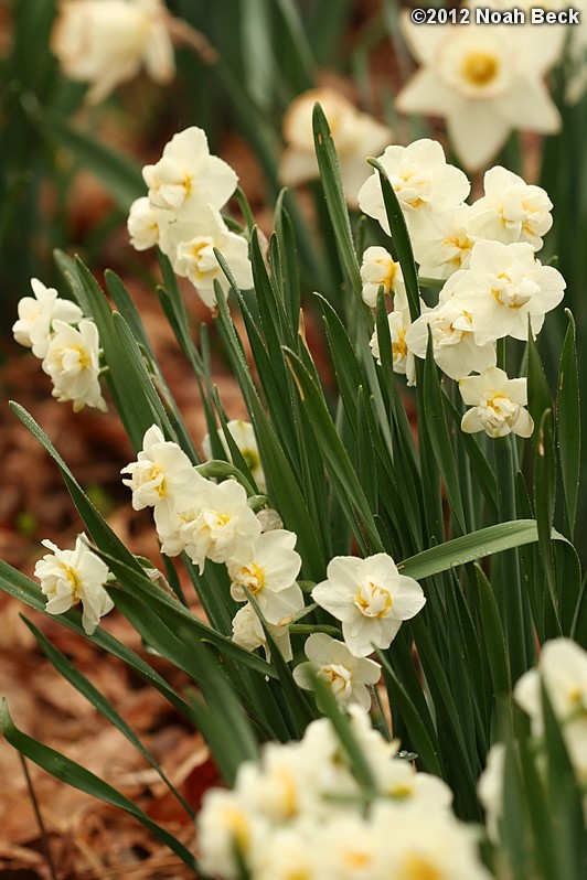 April 22, 2012: Daffodils, variety is called Cheerfulness