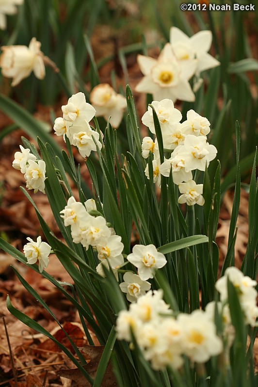 April 22, 2012: Daffodils, variety is called Cheerfulness