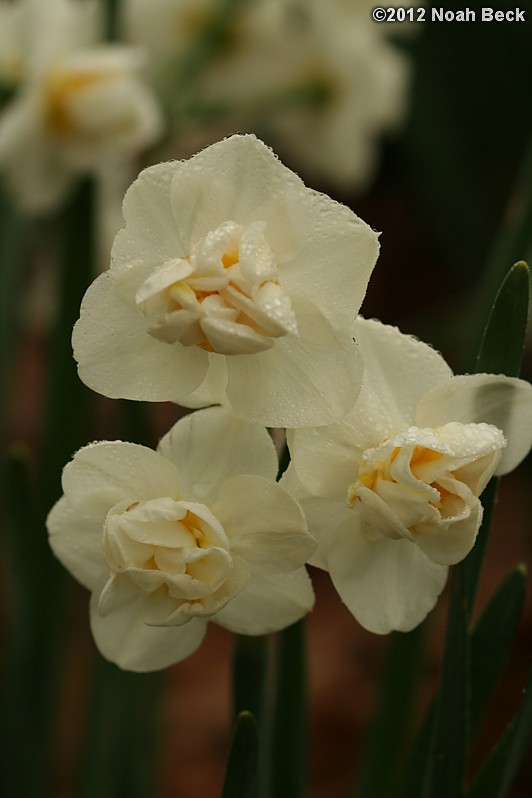 April 22, 2012: Daffodils, variety is called Cheerfulness