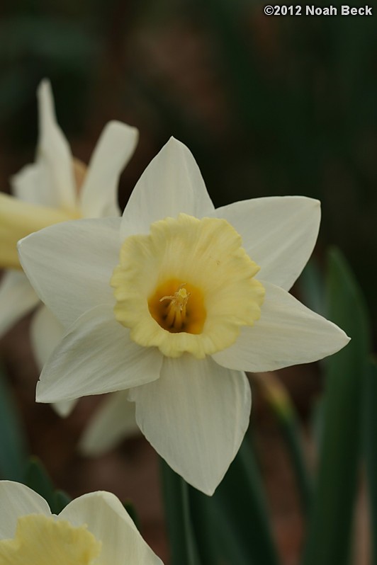 April 14, 2012: Daffodils, variety is called Mount Hood