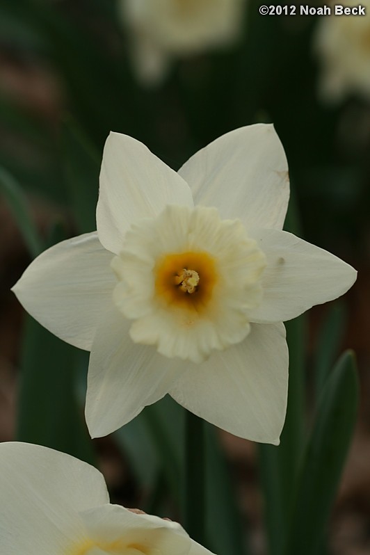 April 14, 2012: Daffodils, variety is called Mount Hood