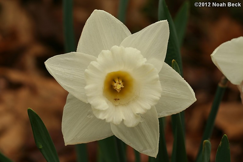 April 22, 2012: Daffodils, variety is called Mount Hood