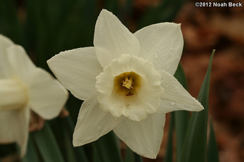 April 22, 2012: Daffodils, variety is called Mount Hood