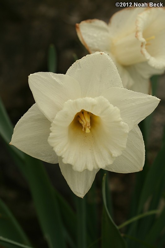 April 22, 2012: Daffodils, variety is called Mount Hood