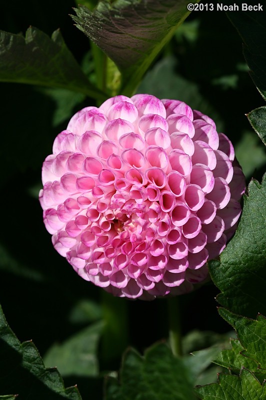 June 29, 2013: Dahlias at the Dahlia Garden display outside the Conservatory of Flowers in Golden Gate Park