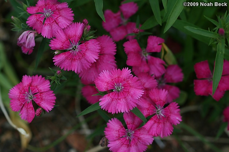 May 24, 2009: Dianthus in the garden