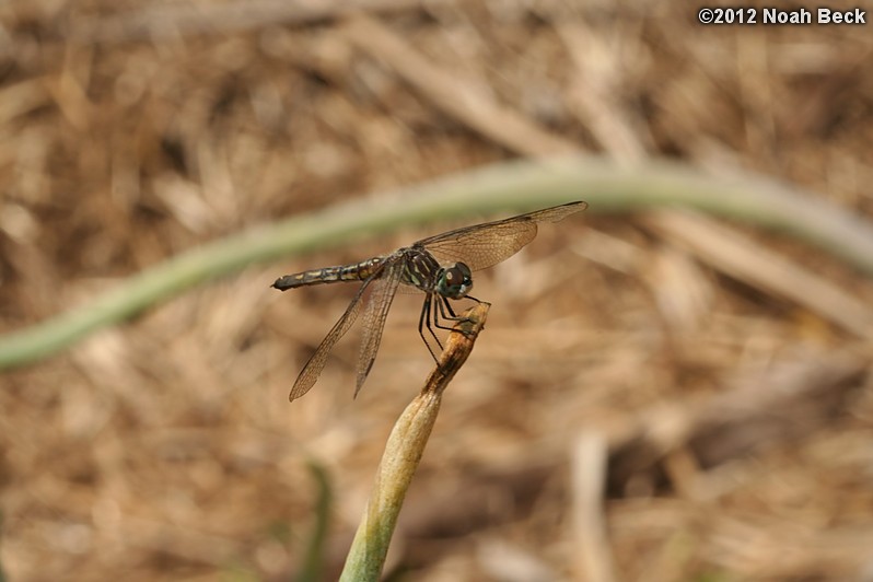 July 28, 2012: Dragonfly