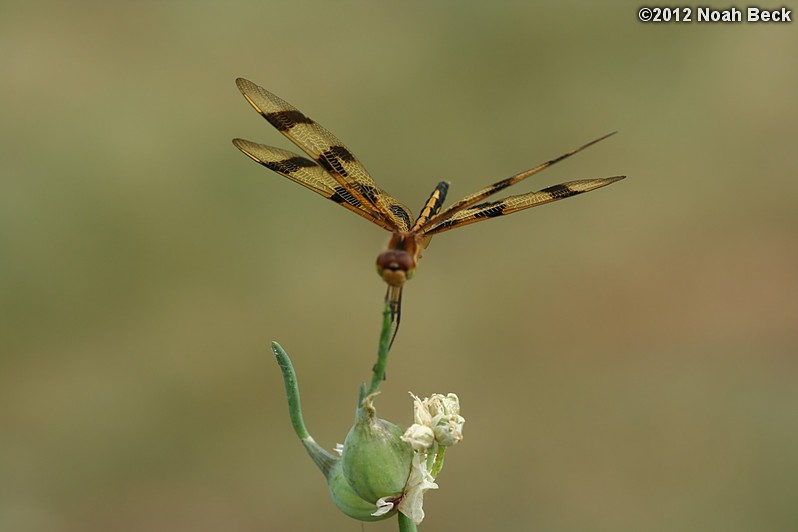 July 8, 2012: Dragonfly on an Egyptian Walking Onion