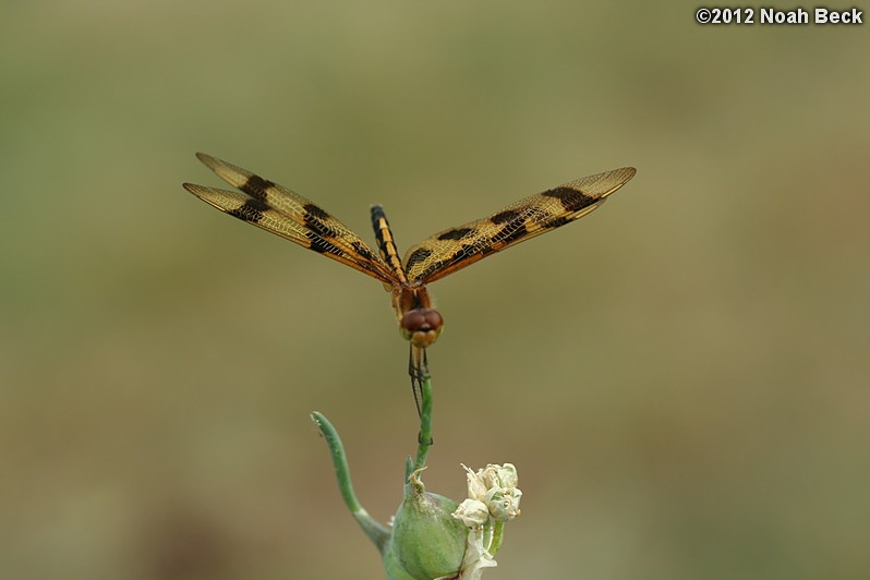 July 8, 2012: Dragonfly on an Egyptian Walking Onion