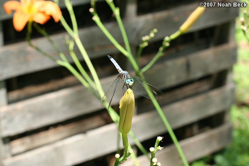 July 21, 2007: a dragonfly in the garden