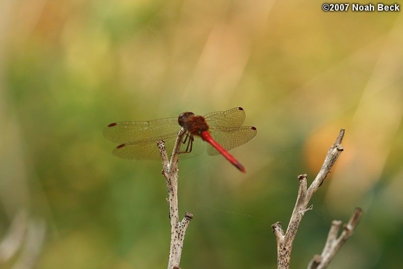 October 6, 2007: a dragonfly in the yard