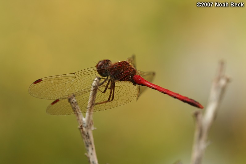 October 6, 2007: a dragonfly in the yard
