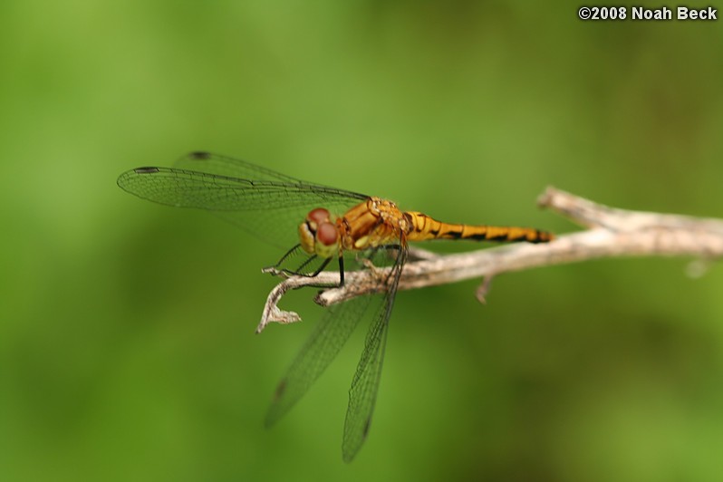 August 2, 2008: a dragonfly in the yard