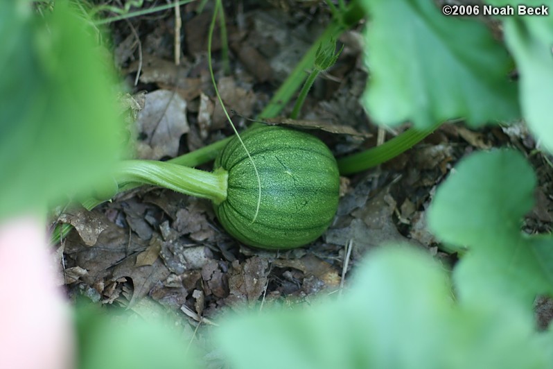 August 3, 2006: An early pumpkin growing in the vegetable garden