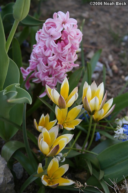 April 29, 2006: Early spring flowers in the garden