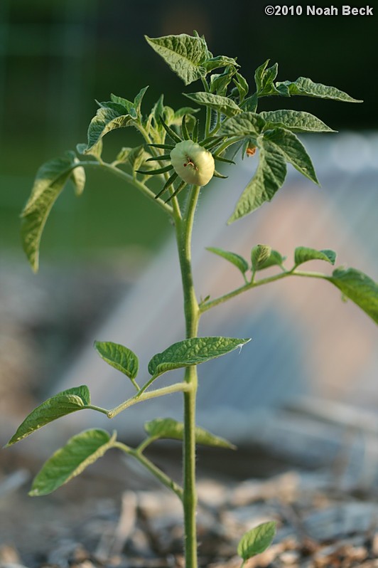 May 28, 2010: Early tomato setting fruit