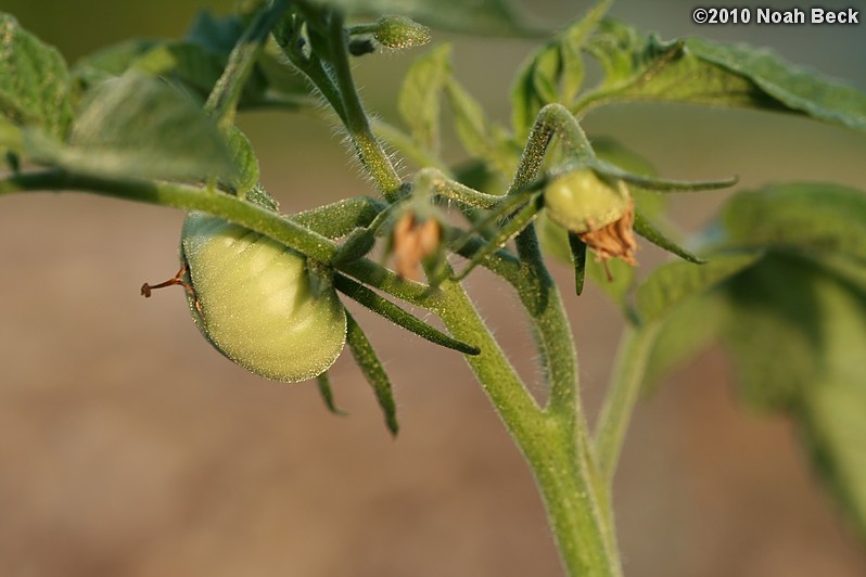 May 28, 2010: Early tomato setting fruit