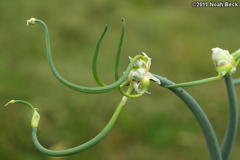 June 12, 2011: Egyptian walking onion