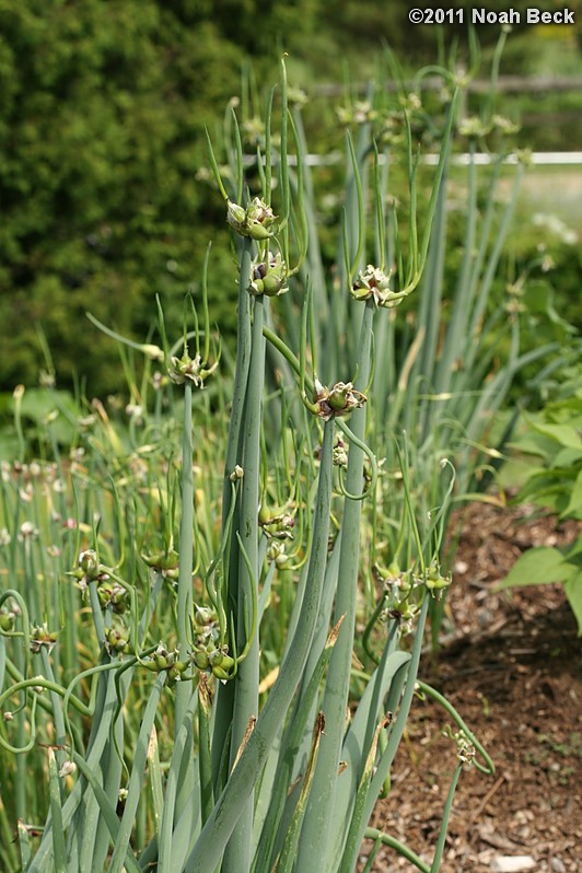 June 26, 2011: Egyptian walking onions