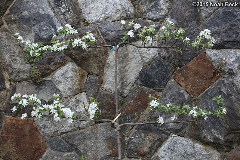 April 12, 2015: Espalier apple tree in the walled garden