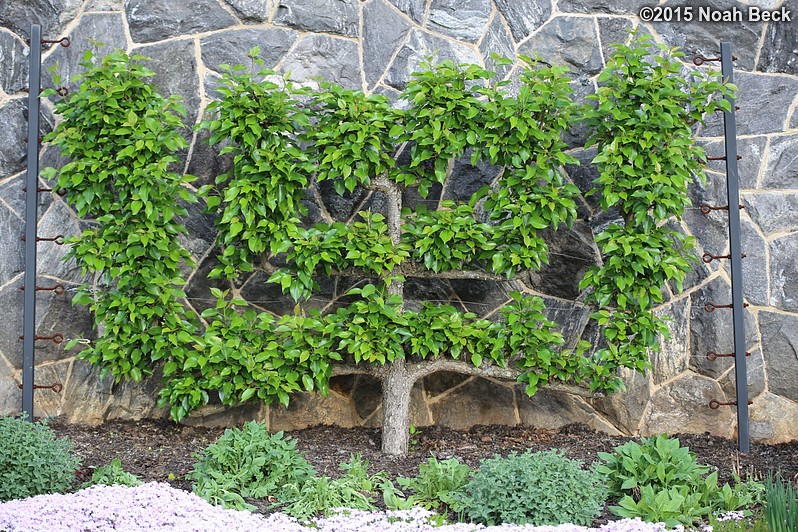 April 12, 2015: Espalier fruit tree in in the walled garden
