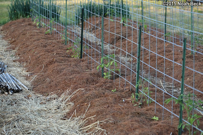 May 30, 2015: Espalier tomatoes