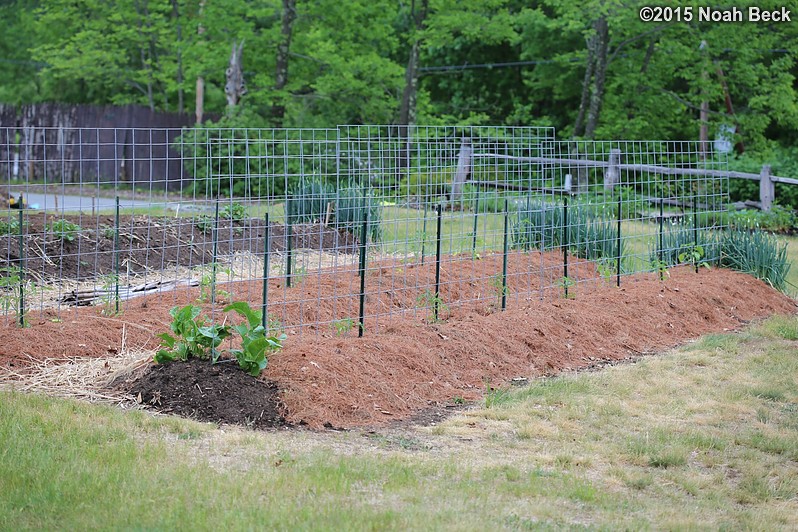 May 31, 2015: Espalier tomatoes