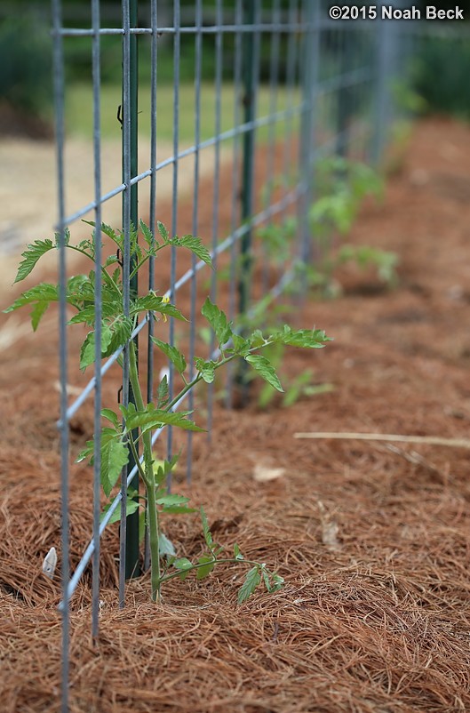 May 31, 2015: Espalier tomatoes