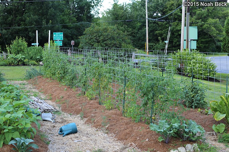 July 22, 2015: Espalier tomatoes