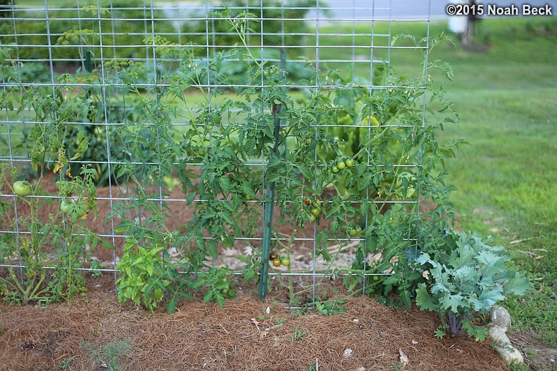 July 22, 2015: Espalier tomatoes