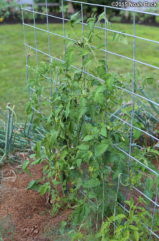 July 22, 2015: Espalier tomatoes