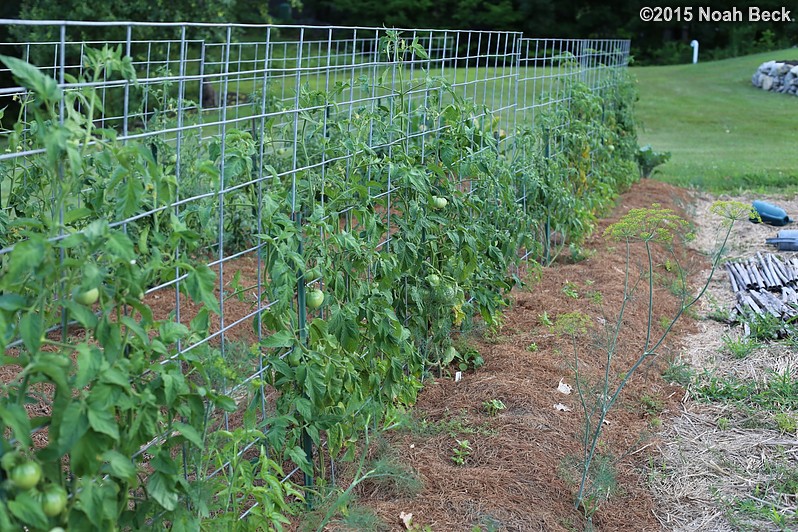 July 22, 2015: Espalier tomatoes