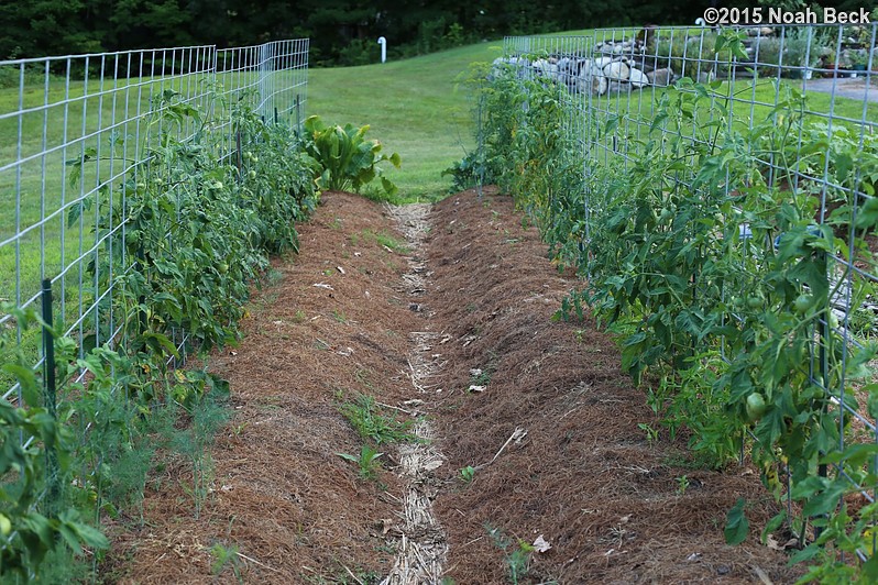 July 22, 2015: Espalier tomatoes