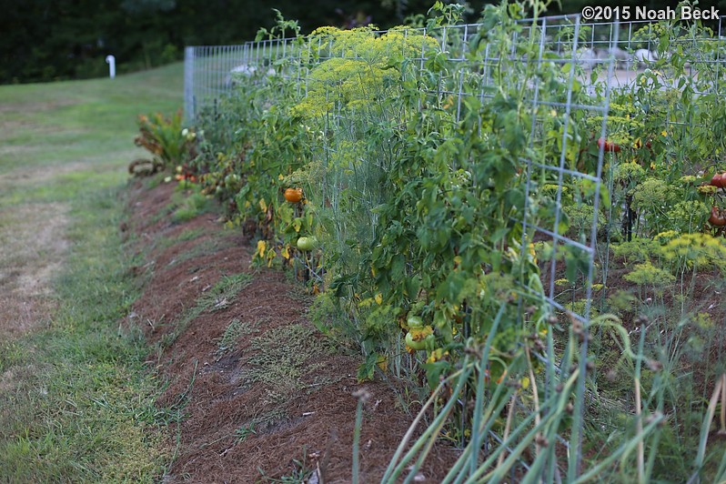 August 22, 2015: Espalier tomatoes