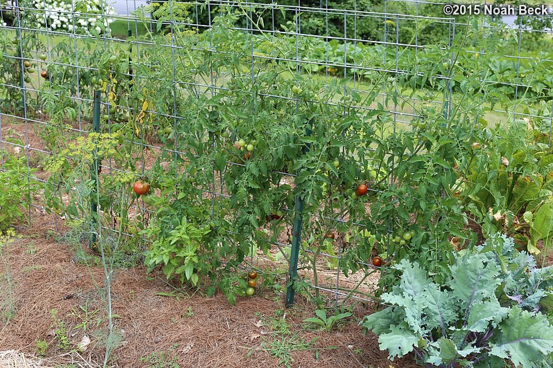 August 9, 2015: Espalier tomatoes -- Sunchocola cherry variety