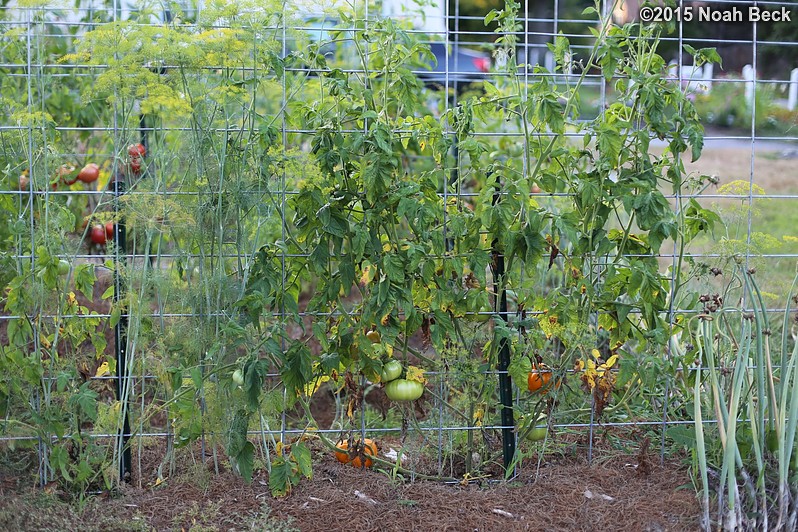 August 22, 2015: Espalier tomatoes -- Yellow Brandywine variety