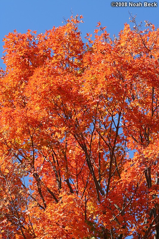 October 18, 2008: fall color of the large maple in the back yard