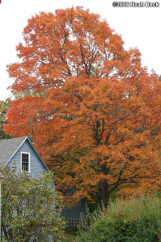 October 17, 2006: fall color of the large maple tree in our back yard