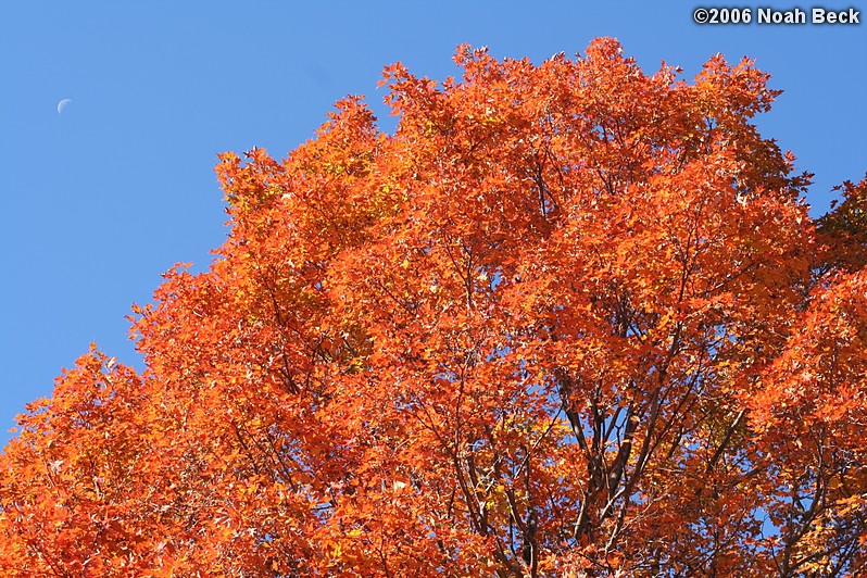 October 15, 2006: fall color of the maple tree in our back yard