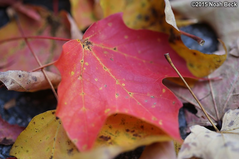 October 20, 2015: Fall colors in the yard