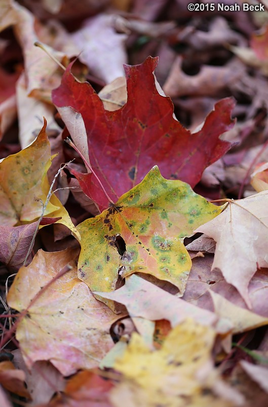 October 20, 2015: Fall colors in the yard