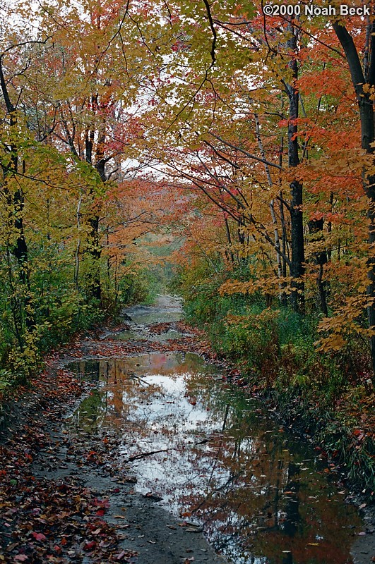 October 7, 2000: Fall foliage