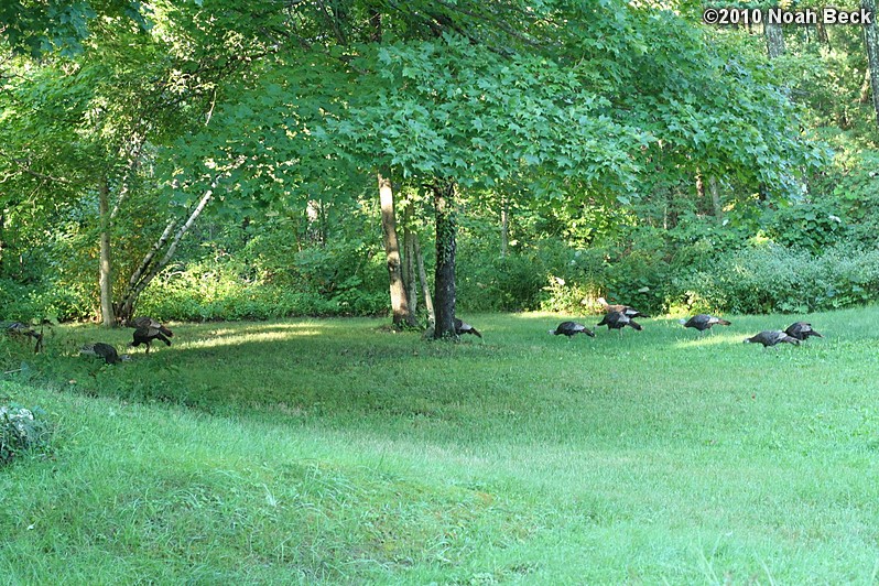 August 26, 2010: A flock of wild turkeys