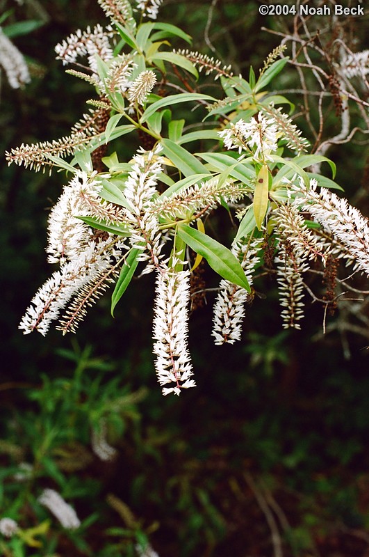 July 4, 2004: Another flower on the grounds of Birr Castle.