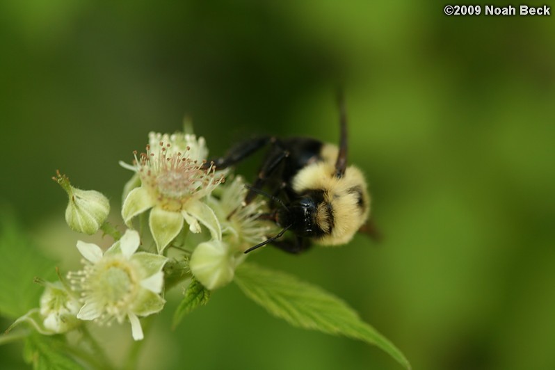 May 24, 2009: Flowering red raspberries and a bumblebee