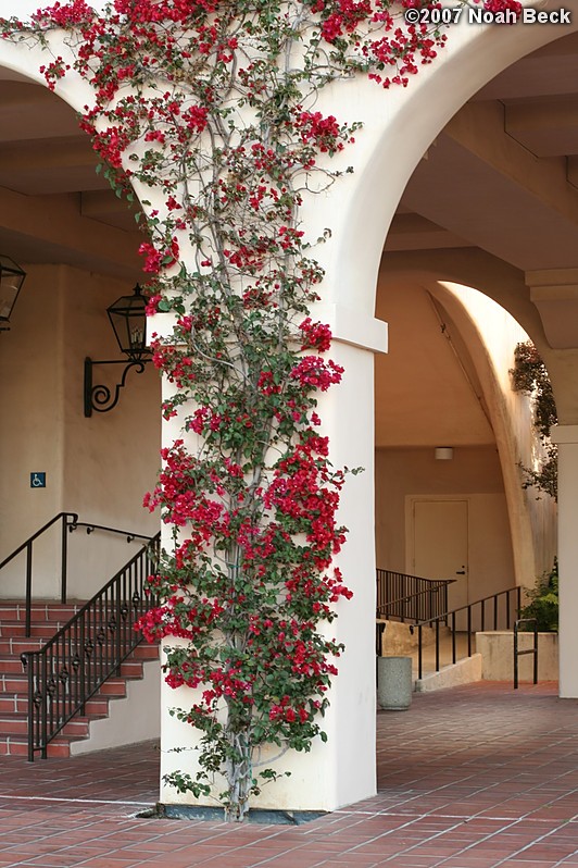 June 8, 2007: flowers climbing the side of a Caltech building