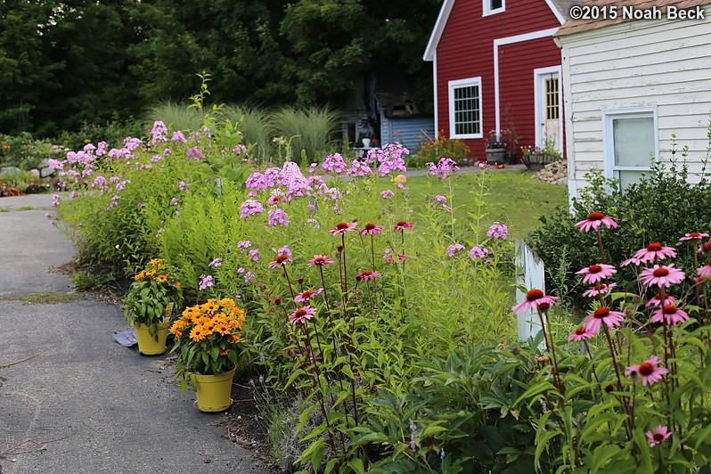 July 22, 2015: Flowers along the driveway