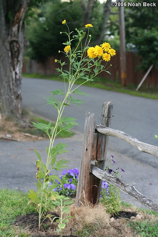 August 3, 2006: flowers by the end of the post-and-rail fence